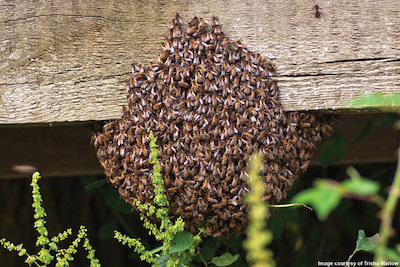 Does Your Swarm Look Like This?