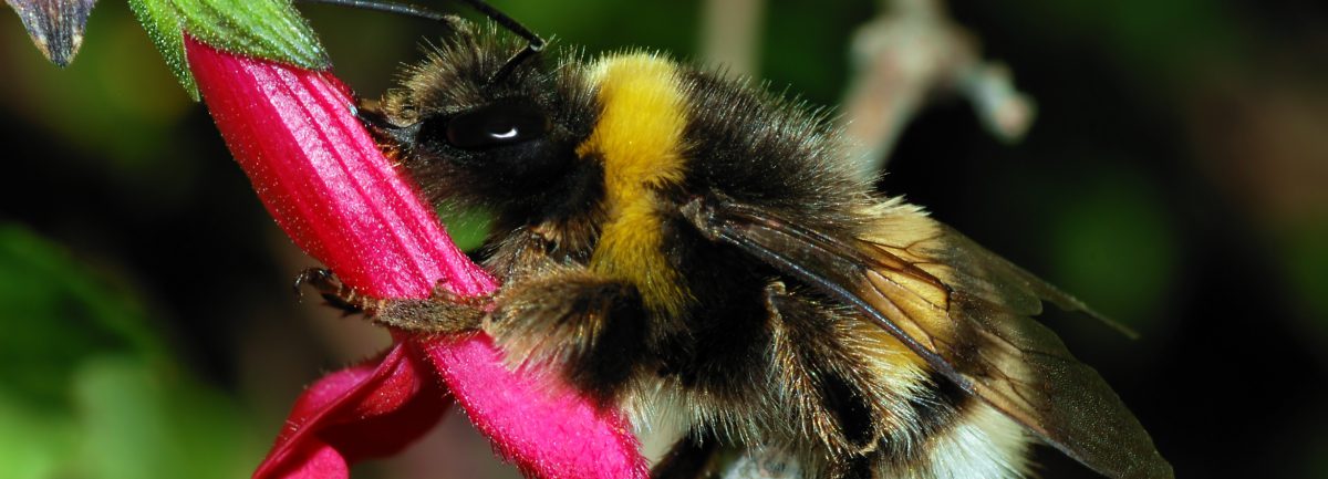 Buff-tailed bumblebee 